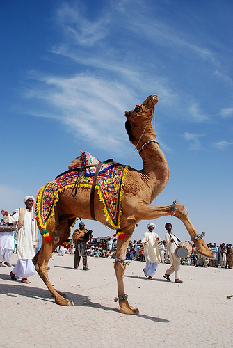Horse & Cattle Shows in Pakistan